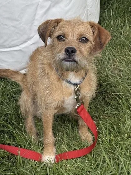 A baby small-sized female Mixed Breed dog named Honey Bunches for adoption in West Chester, PA