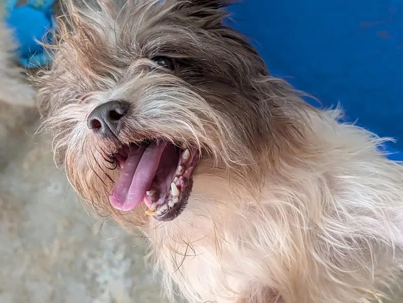 An adult small-sized male Shih Tzu dog named Pappy for adoption in Mission, TX