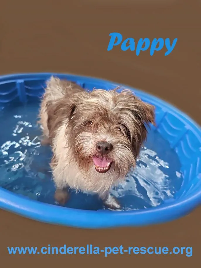 Pappy thumbnail 2