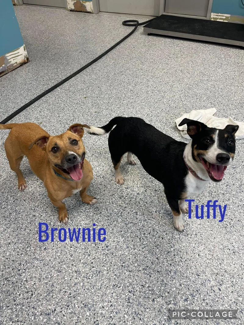 Tuffy & Brownie