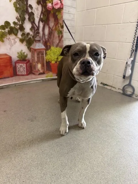 A young large-sized female Pit Bull Terrier dog named Kimmy for adoption in San Bernardino, CA