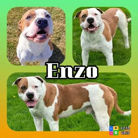 A young large-sized male American Bulldog dog named Enzo for adoption in Morocco, IN