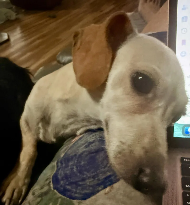 A young small-sized female Dachshund dog named Pearl for adoption in Prague, OK