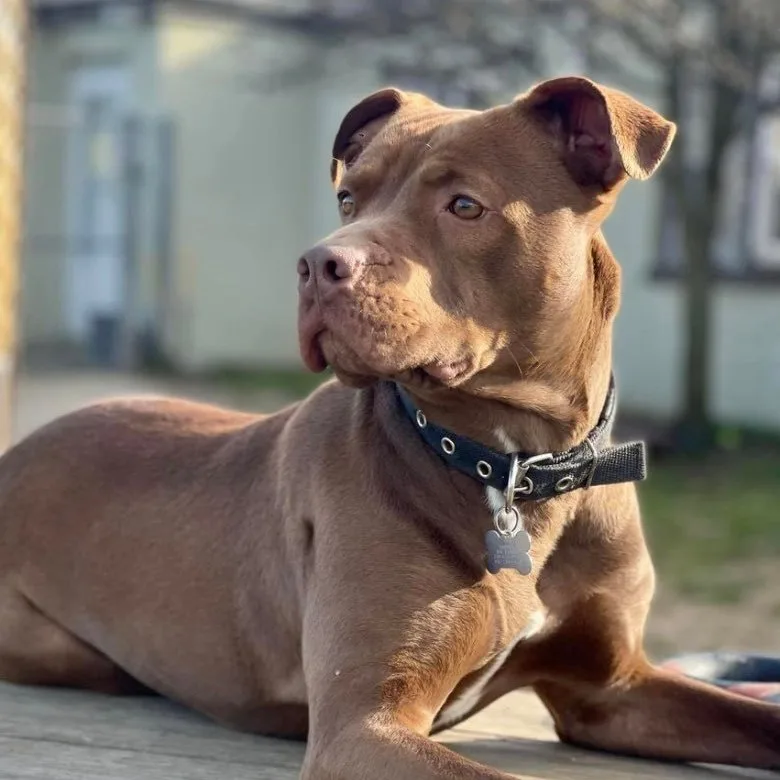 Tootsie Roll thumbnail 3