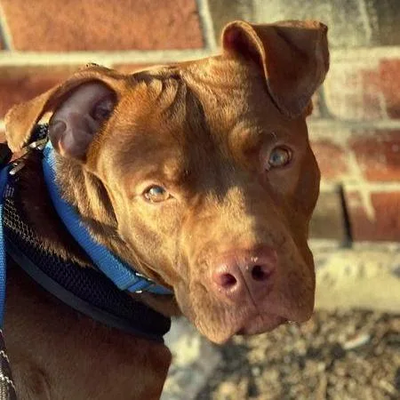 Tootsie Roll thumbnail 4