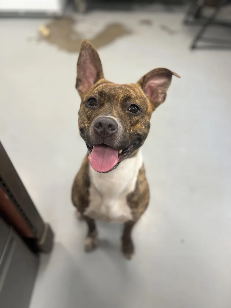 A young medium-sized female Brindle Pit Bull Terrier dog named Ana for adoption in New Britain, CT