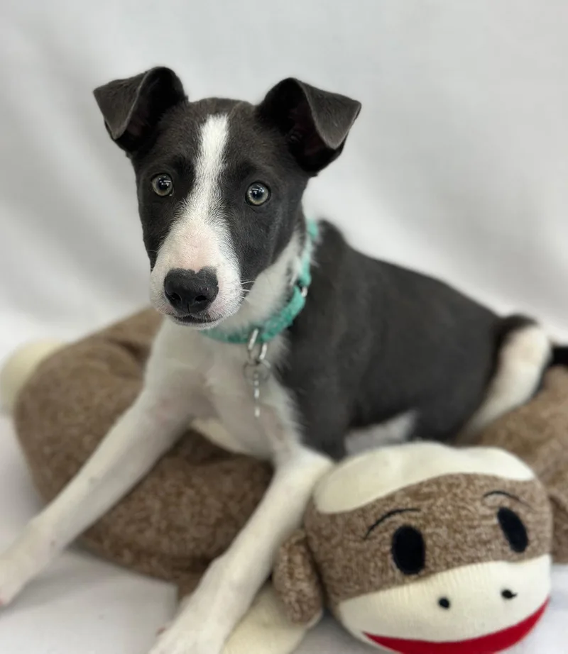A baby medium-sized female Whippet dog named Treasure for adoption in Palo Alto, CA