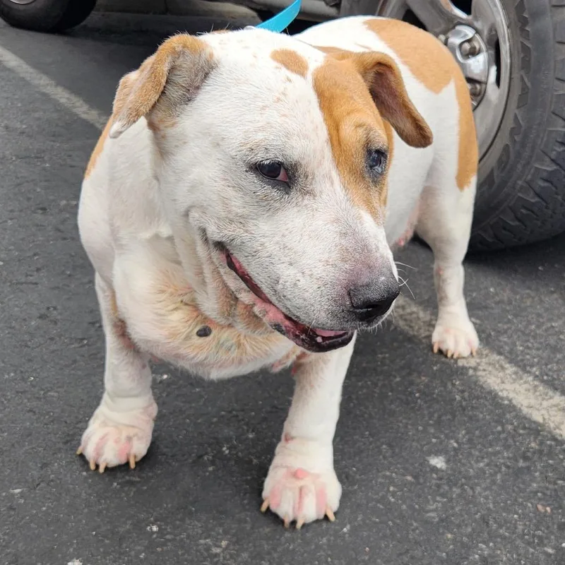 A senior extra large-sized male White / Cream American Foxhound dog named Wilbur A Scalia for adoption in Las Vegas, NV