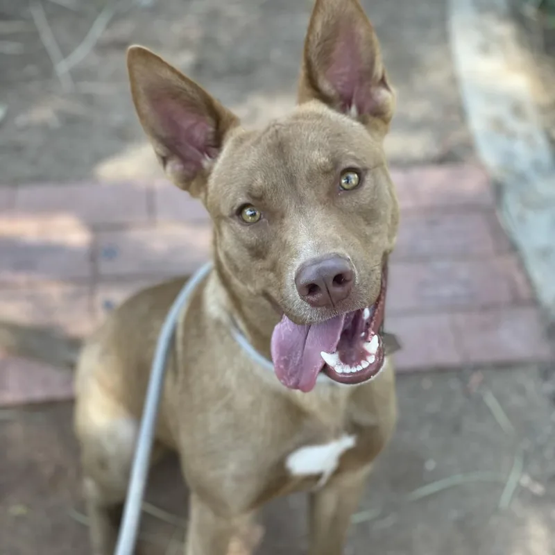 An adult medium-sized male Brown / Chocolate Cattle Dog dog named Brownie for adoption in Riverside, CA