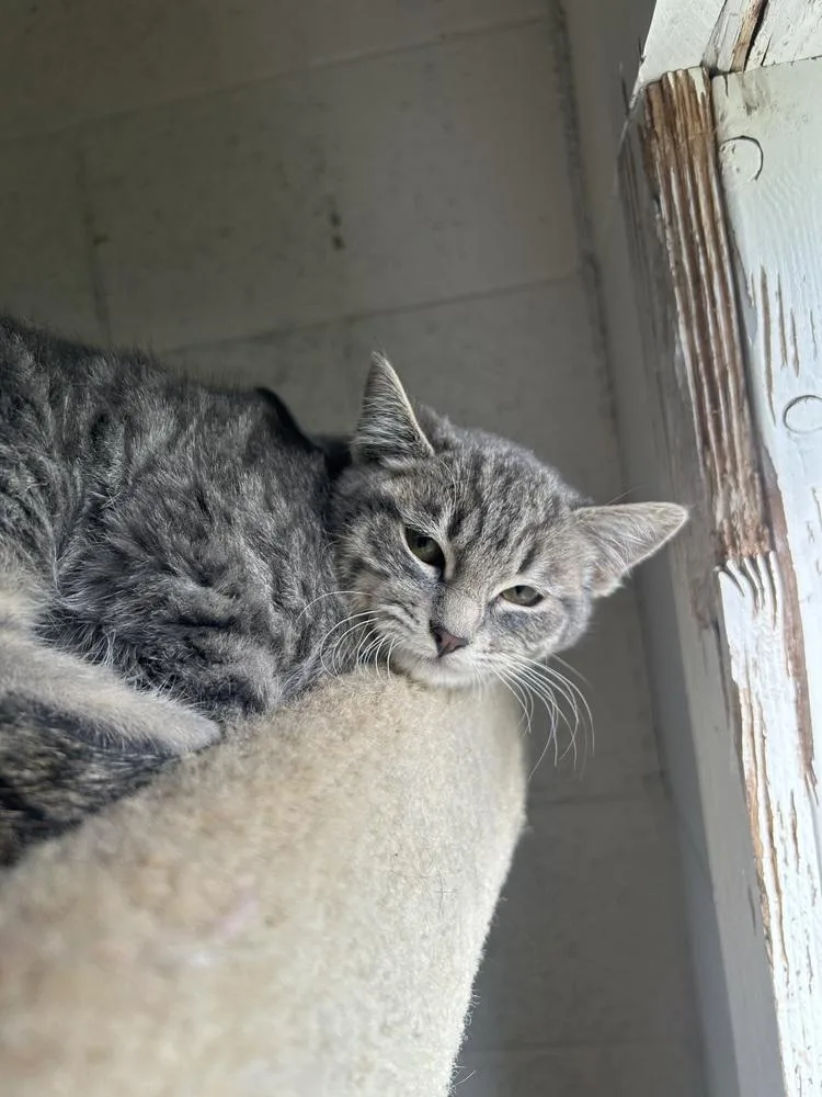 A young small-sized female Gray / Blue / Silver Domestic Short Hair cat named Maria for adoption in Ontario, CA