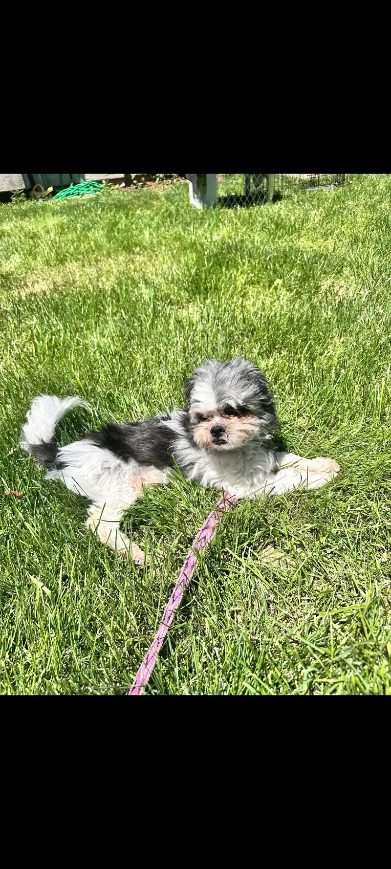 Pepper