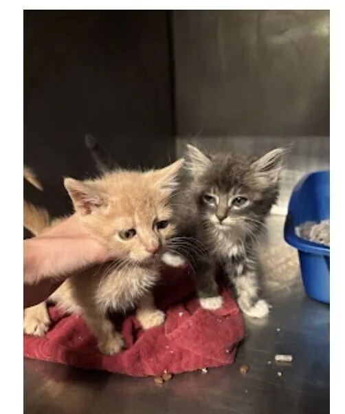 A baby small-sized female Gray / Blue / Silver Maine Coon cat named Tuna Melt for adoption in Pacifica, CA
