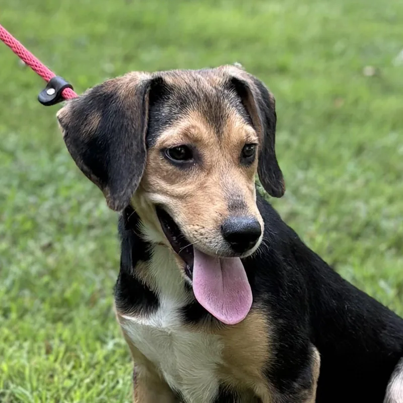 A baby medium-sized female Beagle dog named Clover for adoption in Locust Fork, AL
