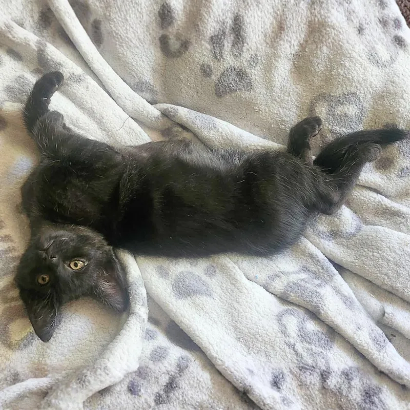 A baby small-sized male Black Domestic Short Hair cat named Wolf for adoption in Pleasant Hill, CA