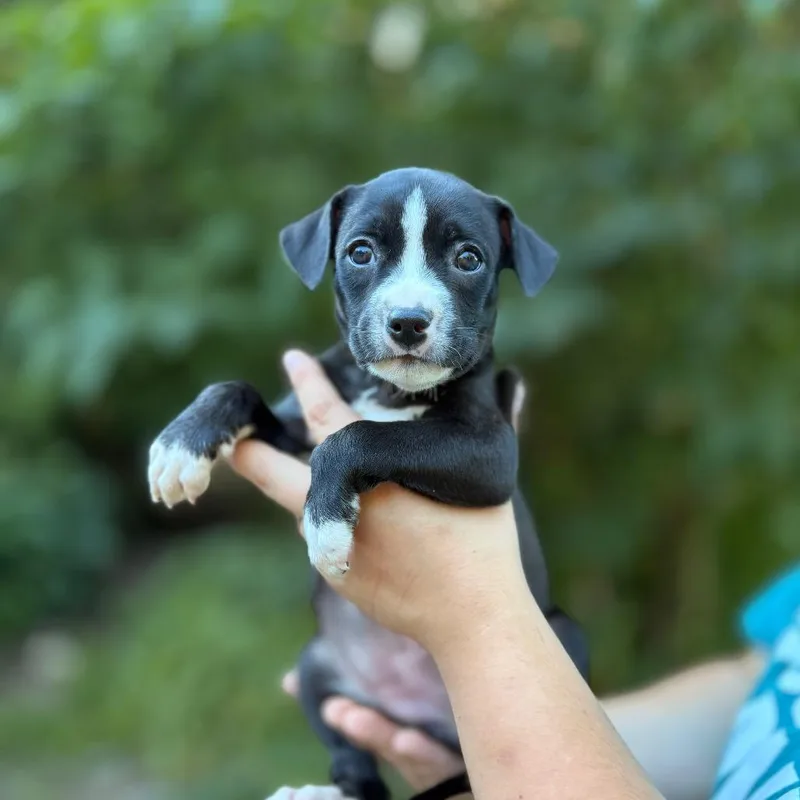 A baby medium-sized female Black Pit Bull Terrier dog named Fifi for adoption in Bellingham, WA