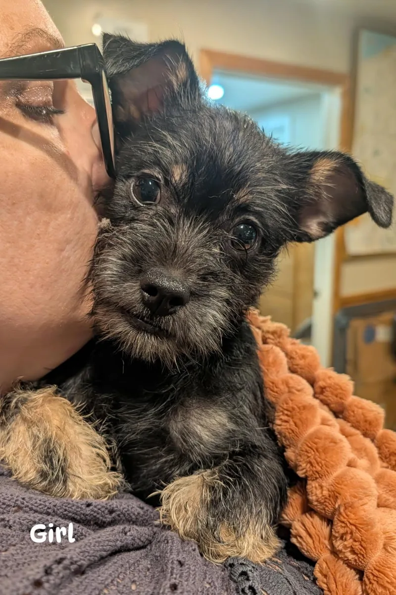 A baby small-sized female Bicolor Shih Tzu dog named Girl  from Cookies for adoption in Brockport, NY