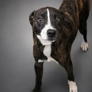 A young medium-sized male Brindle Labrador Retriever dog named Bubba for adoption in Allentown, PA