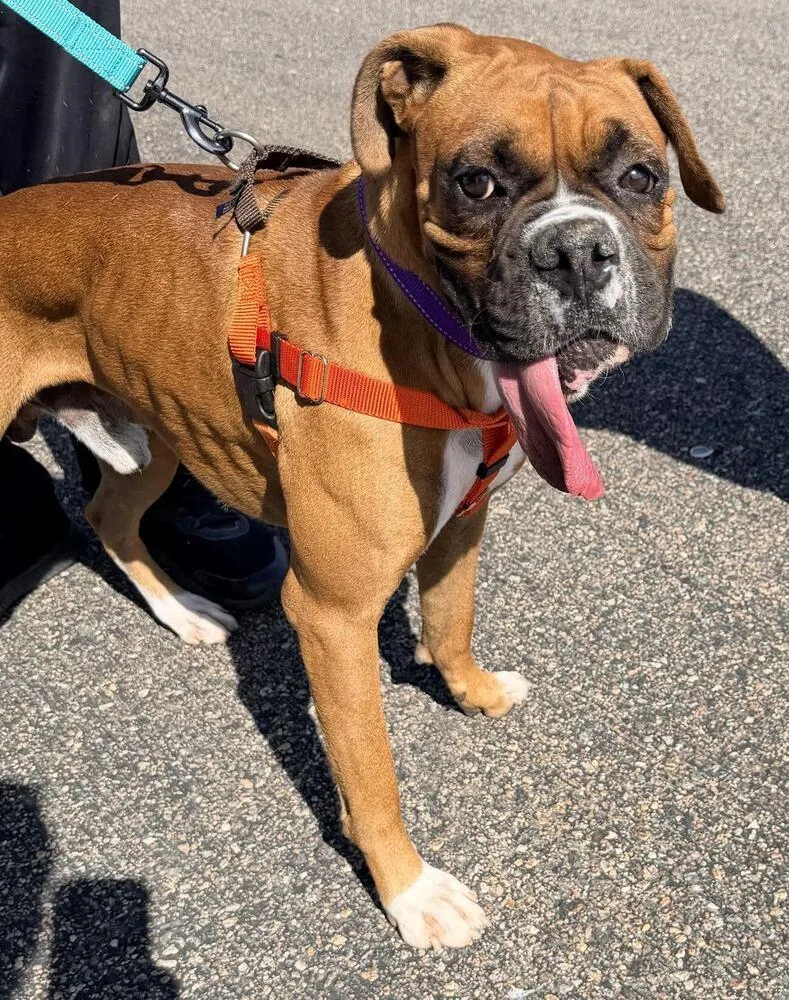 An adult medium-sized male Boxer dog named Harry for adoption in Denver, CO
