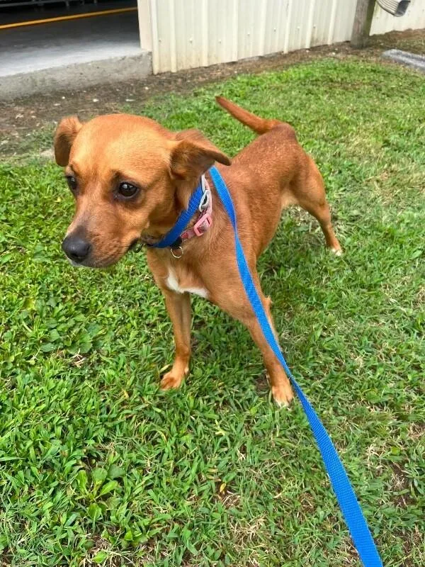An adult medium-sized female Brown / Chocolate Terrier dog named Sunshine for adoption in Burgaw, NC
