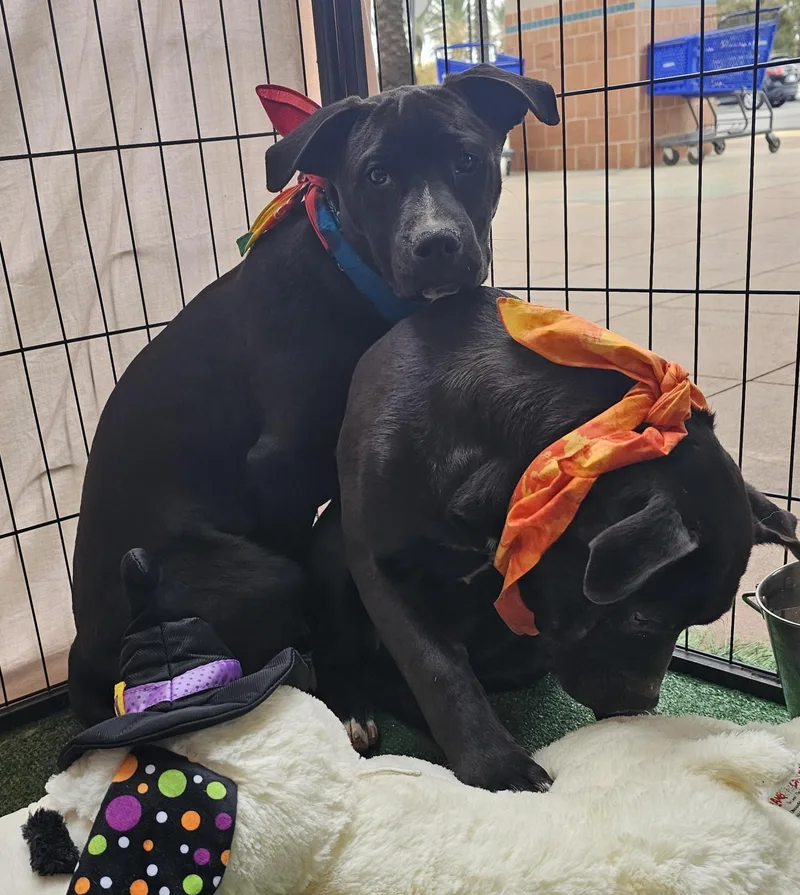 Guinness thumbnail 2