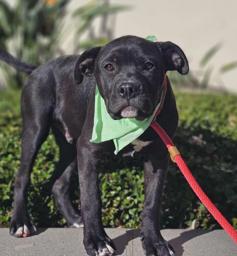 Guinness thumbnail 3