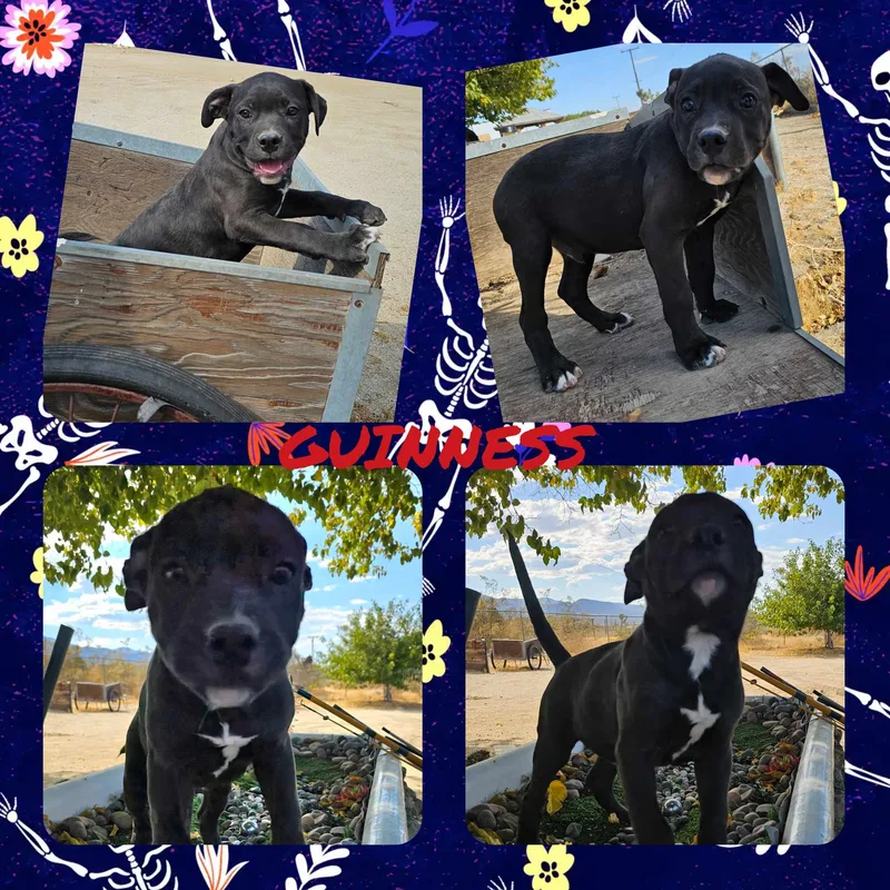 Guinness thumbnail 4