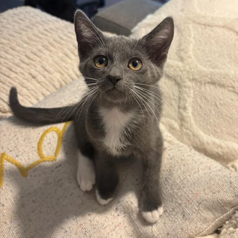 A baby small-sized female Gray / Blue / Silver Domestic Short Hair cat named Cora for adoption in Costa Mesa, CA