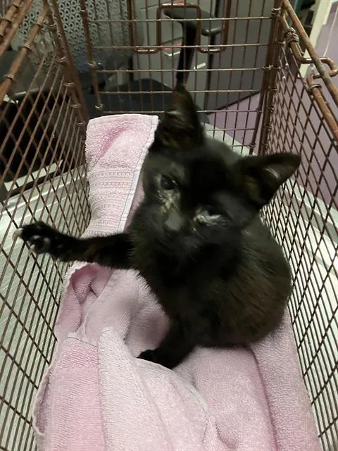 A baby small-sized male Domestic Short Hair cat named Max for adoption in Long Beach, CA