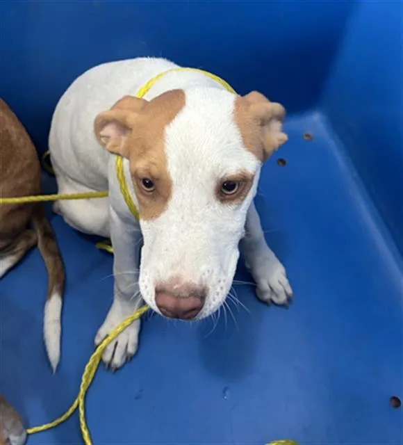 A baby large-sized male Mixed Breed dog named Gunther for adoption in Dallas, TX