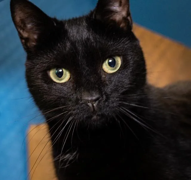 A young medium-sized male Domestic Short Hair cat named Eddie for adoption in Boston, MA