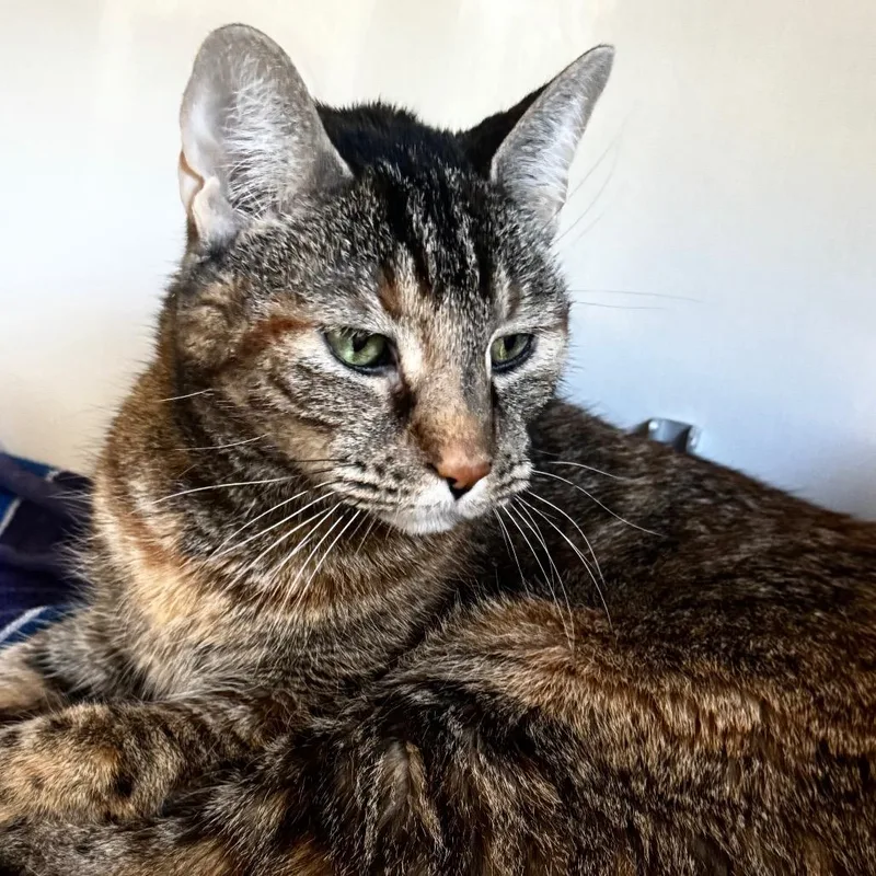 A senior medium-sized female Brown / Chocolate Domestic Short Hair cat named Tamora for adoption in Wheeling, IL