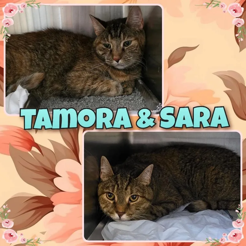 Tamora thumbnail 4