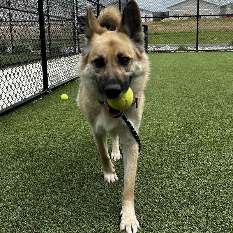 An adult medium-sized female Yellow / Tan / Blond / Fawn German Shepherd Dog dog named Luna for adoption in Washington Township, OH