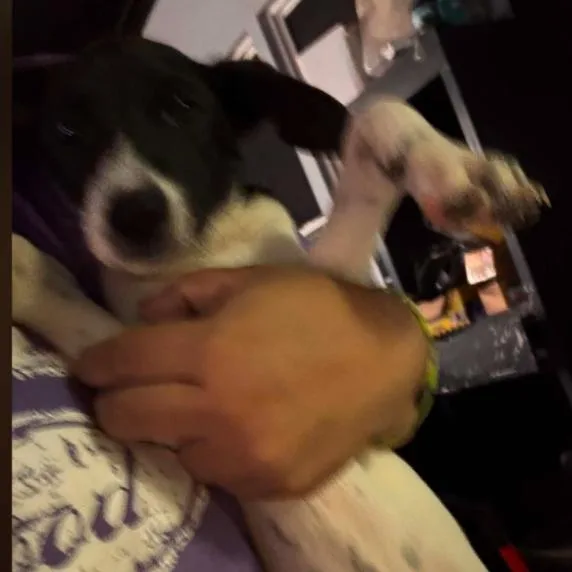 A baby small-sized male White / Cream Dachshund dog named Barky for adoption in Odessa, TX