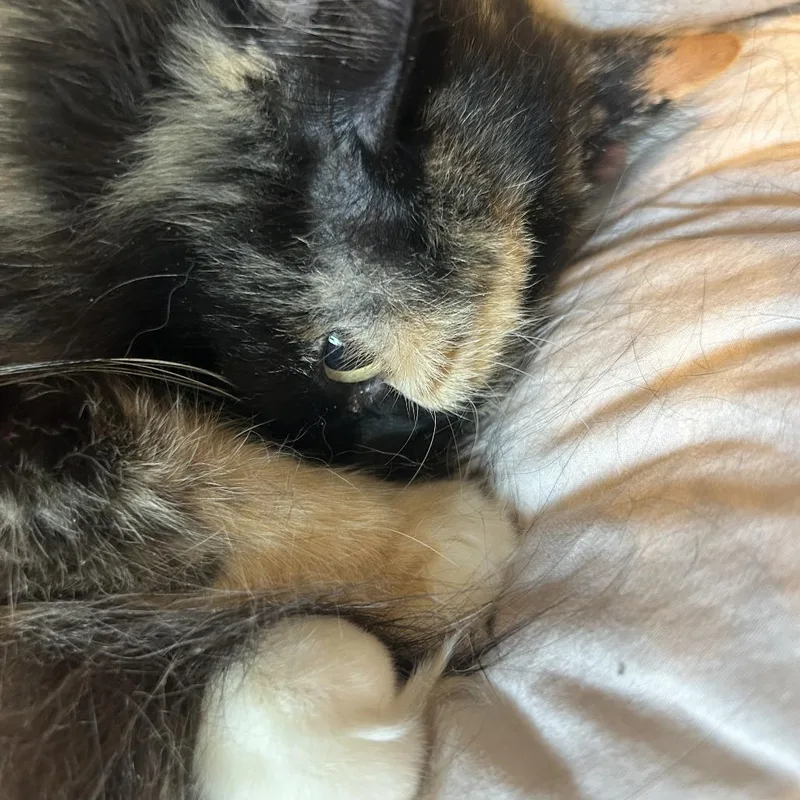 An adult medium-sized female Calico Domestic Long Hair cat named Willow for adoption in Plano, TX