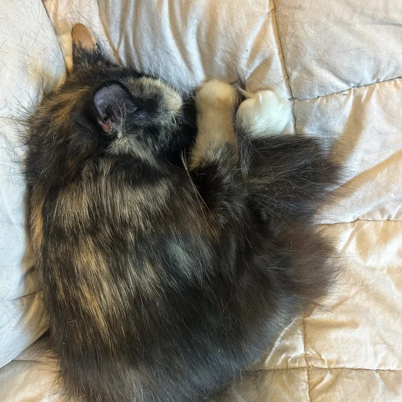 Willow thumbnail 5