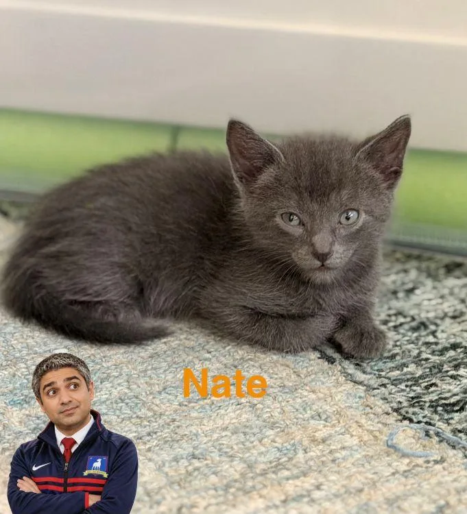 A baby medium-sized male Gray / Blue / Silver American Shorthair cat named Nate for adoption in Richardson, TX