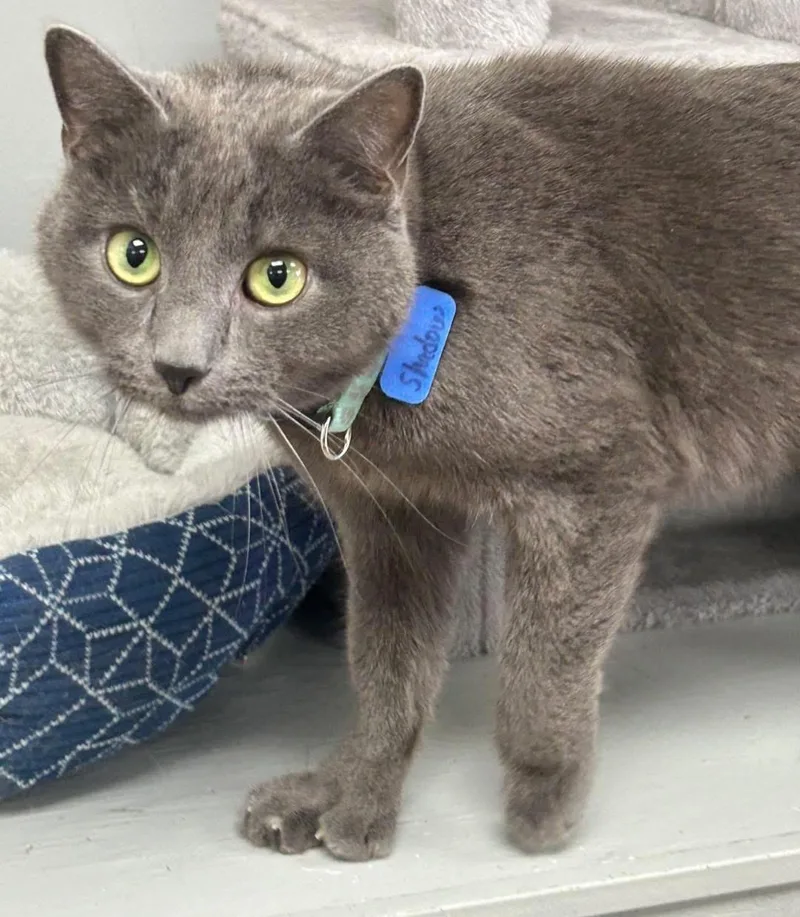 An adult medium-sized male Gray / Blue / Silver Russian Blue cat named Shadow for adoption in Momence, IL