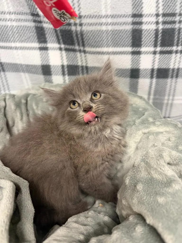 A baby small-sized male Domestic Medium Hair cat named Simba for adoption in Algona, IA