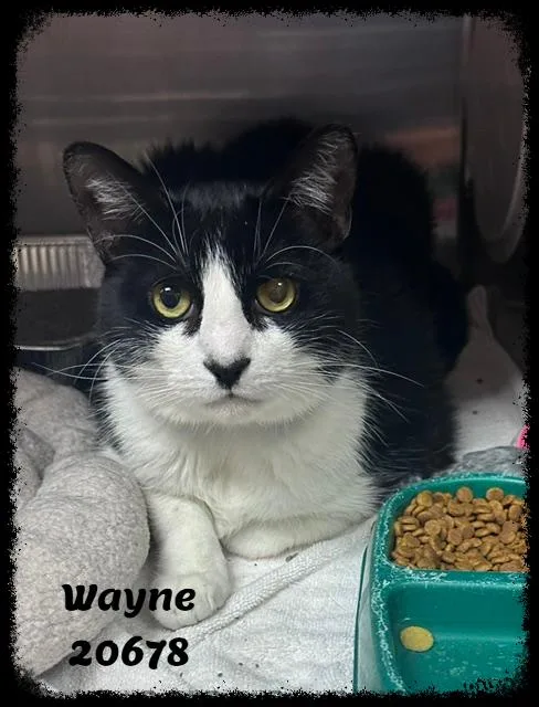 An adult large-sized male Black & White / Tuxedo Domestic Short Hair cat named Wayne for adoption in Marietta, GA