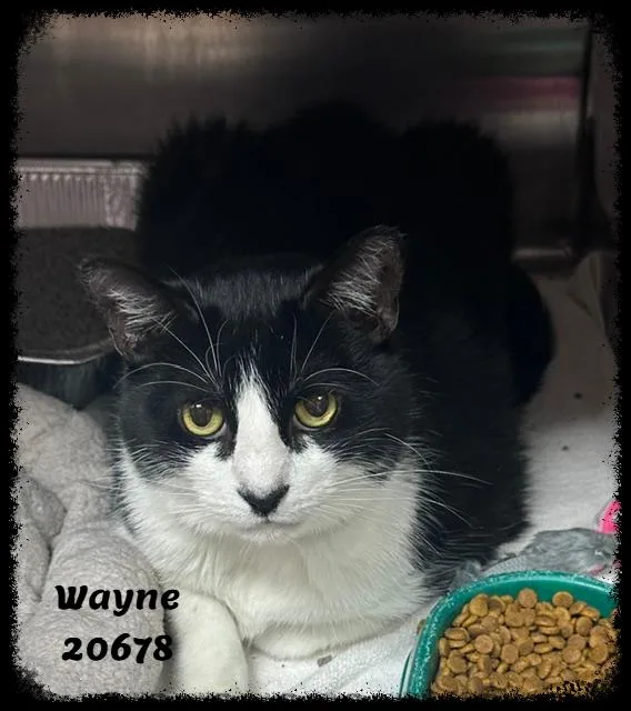Wayne thumbnail 2