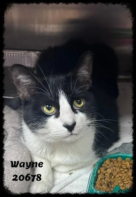 Wayne thumbnail 3