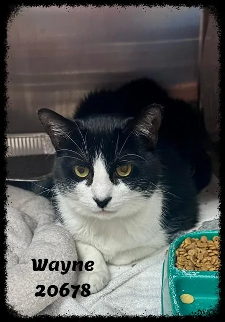 Wayne thumbnail 4