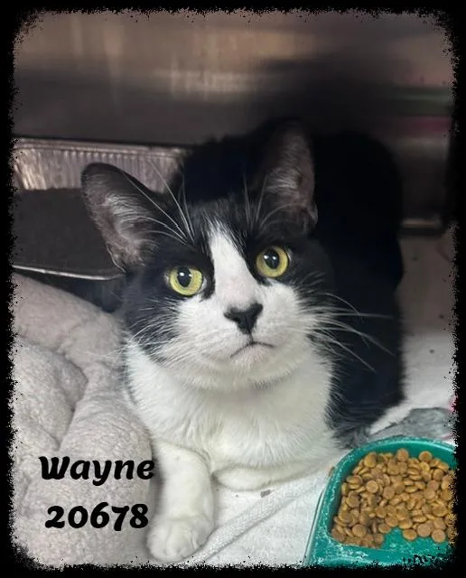 Wayne thumbnail 5