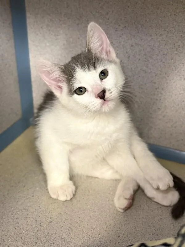 A baby small-sized male Tabby (Gray / Blue / Silver) Domestic Short Hair cat named Soup for adoption in Fruit Heights, UT
