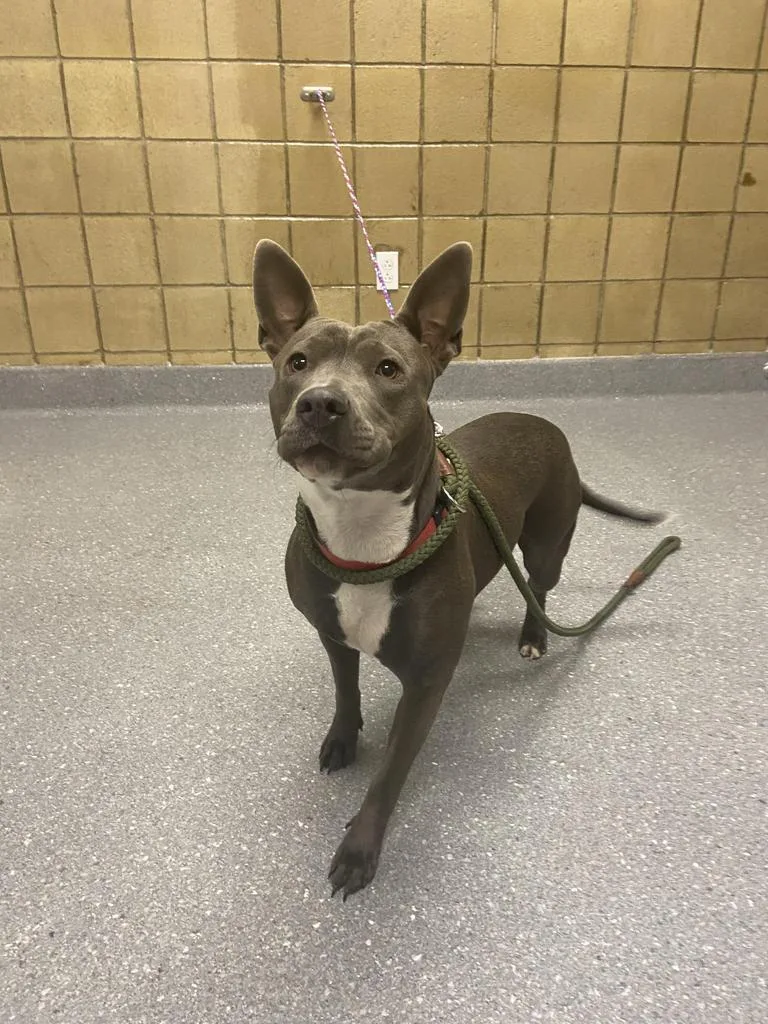 Bella Lopez thumbnail 3