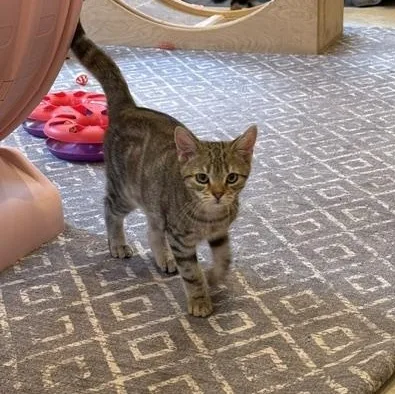 A young medium-sized male Tabby (Buff / Tan / Fawn) Domestic Short Hair cat named Diego for adoption in Honesdale, PA