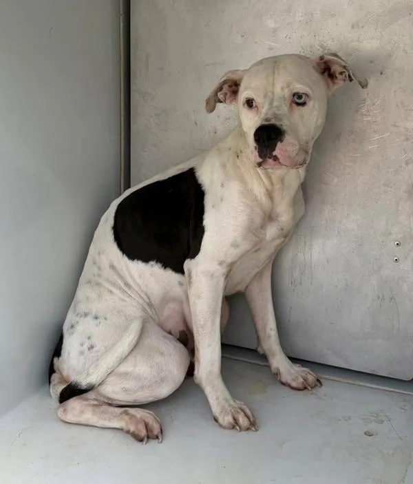 An adult medium-sized female Pit Bull Terrier dog named Pen c Annie for adoption in Lawrenceville, GA