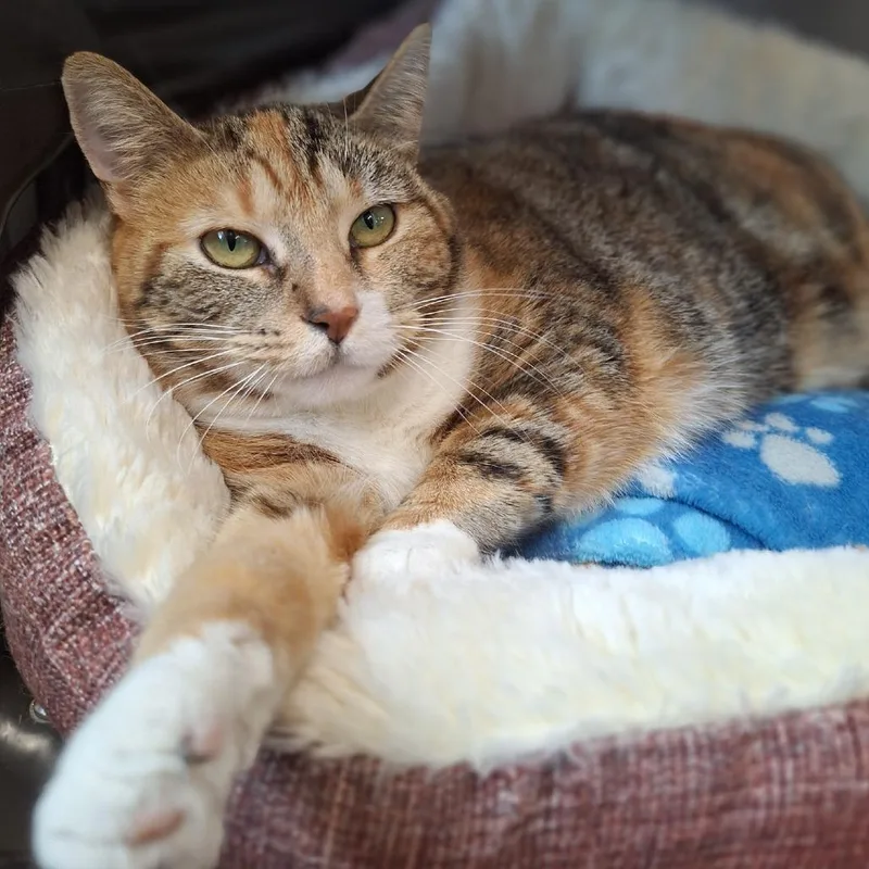 A senior large-sized female Orange / Red Domestic Short Hair cat named Cheetah for adoption in Attica, NY