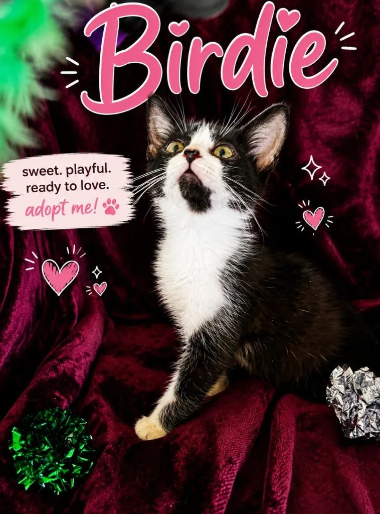 A baby small-sized female Domestic Short Hair cat named Birdie for adoption in Richland Hills, TX